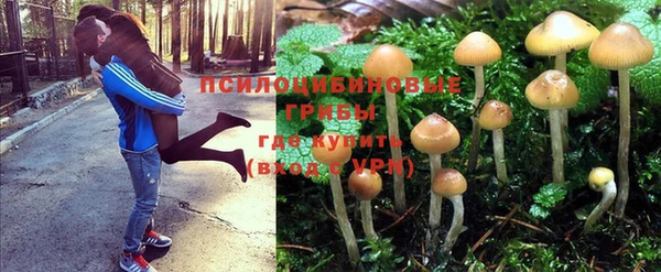 ПСИЛОЦИБИНОВЫЕ ГРИБЫ Армянск